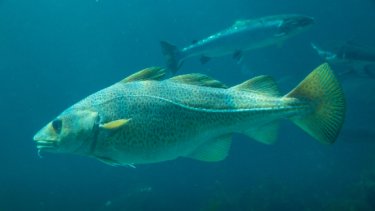 Baltic cod fish in Atlantic Sea Park in Alesund, Norway